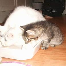 Blanding af racer Kovo