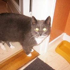 Blanding af racer Nova