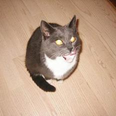 Blanding af racer Nova