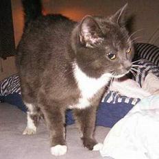 Blanding af racer Nova