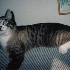 Blanding af racer Frede