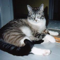 Blanding af racer Frede