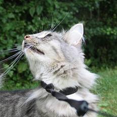 Norsk Skovkat Ellinor