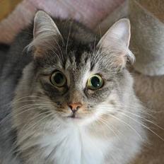 Norsk Skovkat Ellinor