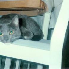 Blanding af racer Fiffi