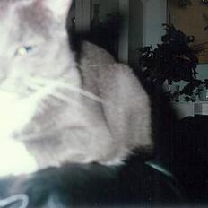 Blanding af racer Fiffi