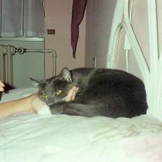 Blanding af racer Fiffi