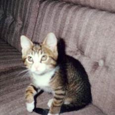 Blanding af racer Line