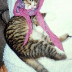 Blanding af racer Line