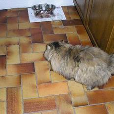 Perser Escape (død)