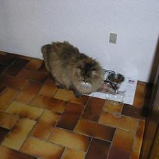 Perser Escape (død)