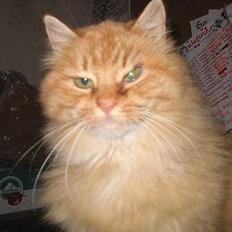 Blanding af racer Fersken