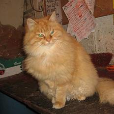 Blanding af racer Fersken