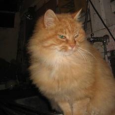 Blanding af racer Fersken