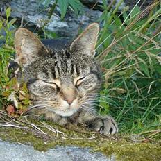 Blanding af racer Missi