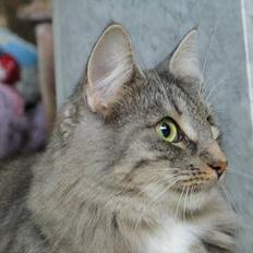 Norsk Skovkat Ellinor