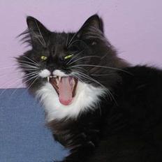 Norsk Skovkat Kandis