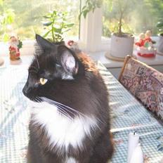 Norsk Skovkat Kandis