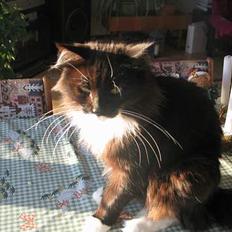 Norsk Skovkat Kandis