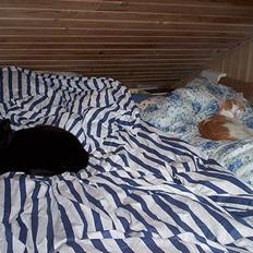 Blanding af racer Carlos