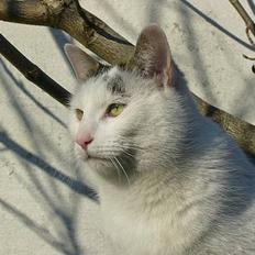 Huskat Elvis (Abekatten)