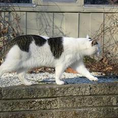 Huskat Elvis (Abekatten)