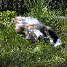 Maine Coon Joy (kaldes Musse)