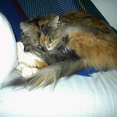 Maine Coon Joy (kaldes Musse)