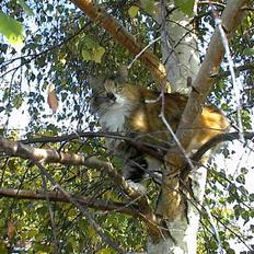 Maine Coon Joy (kaldes Musse)