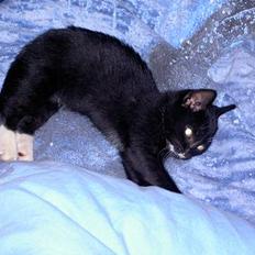 Blanding af racer Lyn