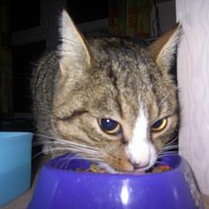 Blanding af racer Sumertime