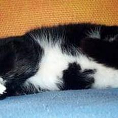 Blanding af racer Lusi