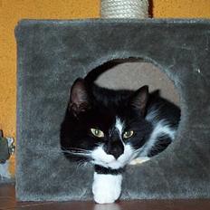 Blanding af racer Lusi