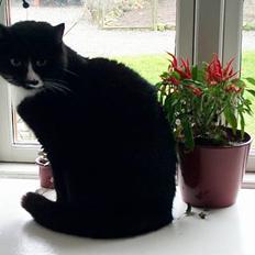 Blanding af racer Pjuske