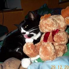 Blanding af racer Pjuske