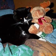 Blanding af racer Pjuske