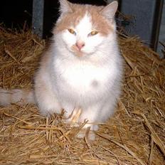 Blanding af racer Bell (Død)