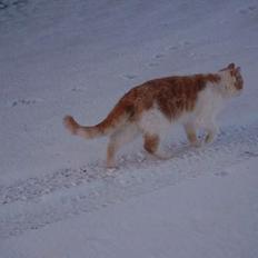 Blanding af racer Bell (Død)