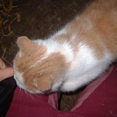 Blanding af racer Bell (Død)