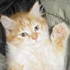 Blanding af racer Bølle