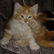 Blanding af racer Bølle