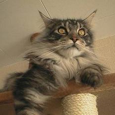 Maine Coon DK Maine Streams BENJAMIN