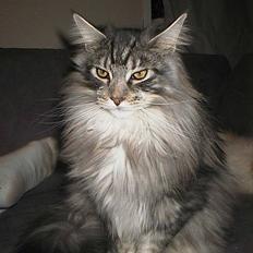 Maine Coon DK Maine Streams BENJAMIN