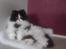 Perser i feel for you of delight - Hejsa, jeg hedder Fluffy....