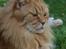 Maine Coon Willy  - Haaaallløøøøøøøøøj