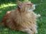 Maine Coon Willy  - Jeg kan dufte noget.. Hvad er det? :o