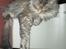 Maine Coon Mille - Ååååååh hvor er det dejligt.