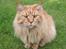 Maine Coon Willy  - Det er MIN græsplæne....