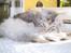 Maine Coon Mille