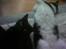 Huskat /British Shorthair Cille 
